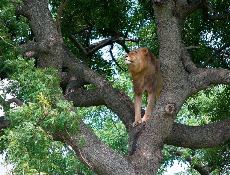 Keep your eyes up! In Hluhluwe-iMfolozi Park, a handsome male and his whole pride rest in a marula tree near Centenary Centre. Photo by Richard Mckibbin.