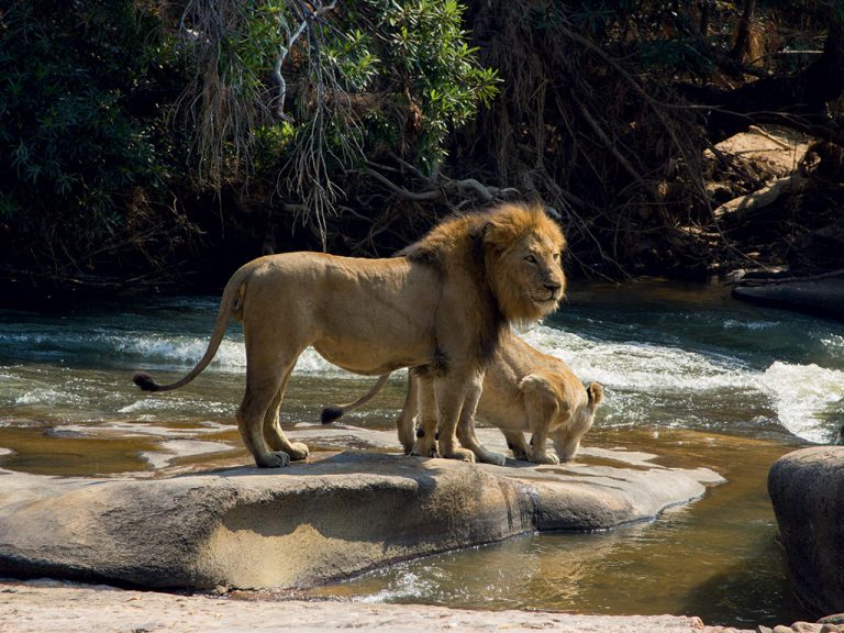 Lions often hunt prey near rivers and waterholes. Look out for mating pairs such as this one on the banks of the Sabie River. Photo by Alexander Braczkowski.