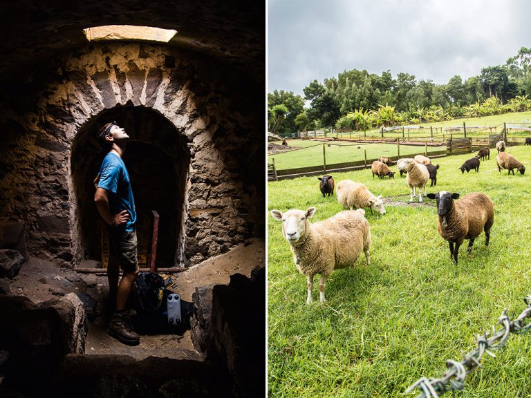 LEFT the hike to Bankâ€™s Battery is peppered with abandoned fortifications to explore | RIGHT Curious sheep greet visitors staying at Farm Lodge.