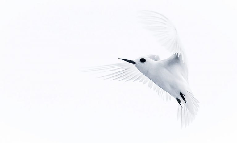 Fairy terns are the only seabirds to nest inland on St Helena.
