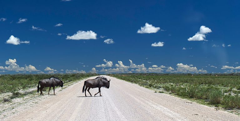 Wildebeest saunter across the road in Etosha. Photo by Robbert Koene. 