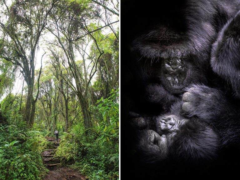 A tracker leads the way up the path Dian Fossey made on Mount Karisimbi  towards her research camp. After her death, her body was carried back up the mountain to be laid to rest beside Digit, her first and favourite gorilla friend. Right: a baby gorilla lies fast asleep in its mother's lap. Photo by Teagan Cunniffe.
