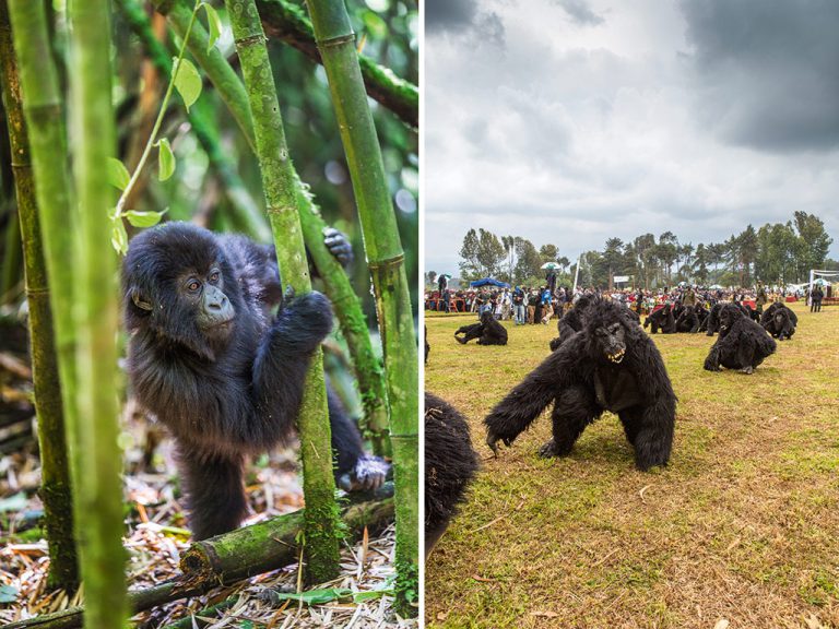 Left: a baby gorilla peers quizzically from among a bamboo thicket. Contact between gorillas and trekkers is forbidden, as the apes can catch colds or flu from humans and possibly die.  Right: the Kwita Izina naming ceremony, where children dress like baby gorillas, is evidence of how the local community has a sense of ownership of the gorillas. Photo by Teagan Cunniffe.