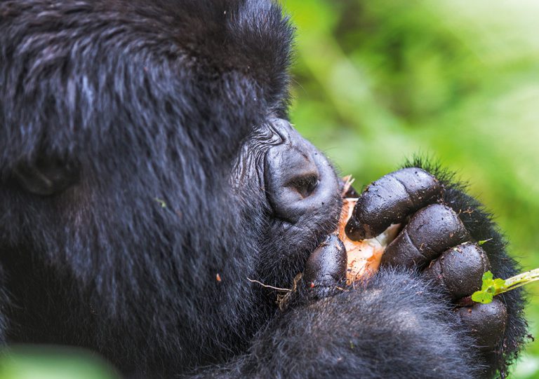 Gorillas are herbivores and spend their days digging up roots and stripping away branches and leaves to reach the fibrous hearts of palms and ferns. Photo by Teagan Cunniffe.