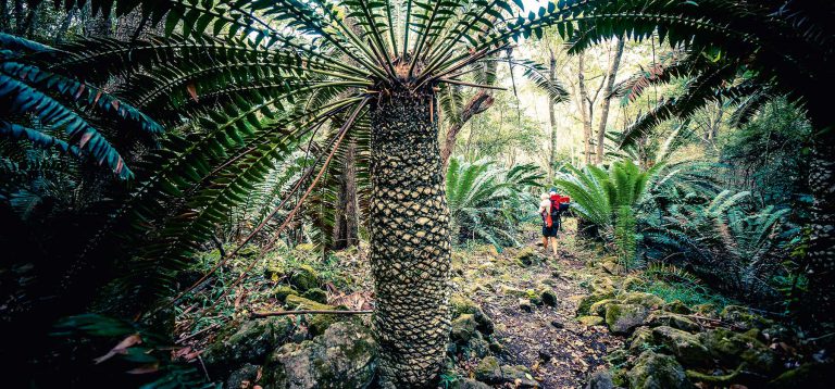 Theres something primeval about wandering among the towering, ancient cycads, lush ferns and moss-covered rocks of Modjadji Nature Reserve. Photo by Jacques Marais.