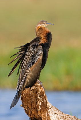 Bird photography is simple superb on the Chobe River.