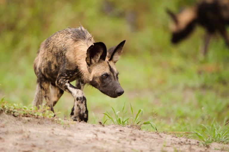 A relaxed nature of wild dogs makes them excellent subjects to photograph.
