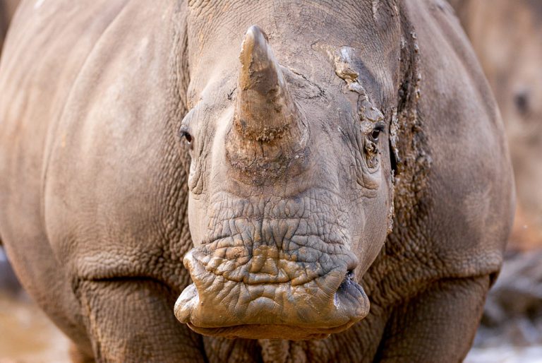 The water on the road is perfect wallows for white rhino at Rietvlei. If you notice some rhino near a wallow, sit and wait â€“ you could be rewarded.