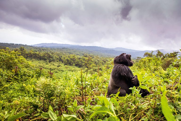 A veteran male silverback sits watch over his territory and family. A few weeks earlier he had killed another silverback in a battle for dominance. Photo by Teagan Cunniffe.
