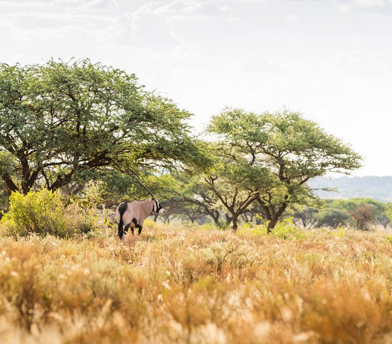 We saw giraffe, eland, gemsbok and nyala. 