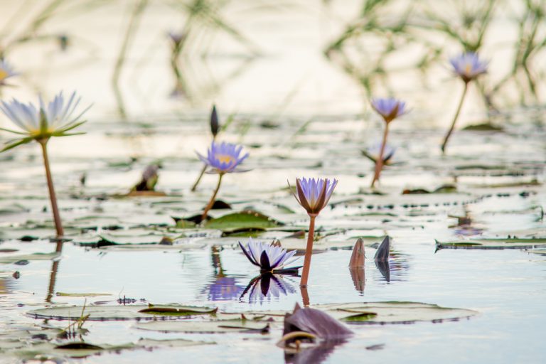 Covering an area of 15000 square kilometres, the delta is the most beautiful home for tigers, where lilies line the waters.
