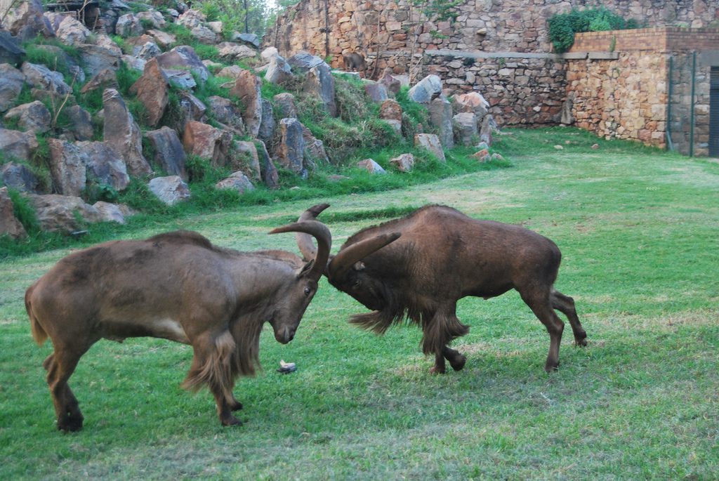 Two mountain goats having a go at each at the Johannesburg Zoo. Photo by Baynham Goredema.