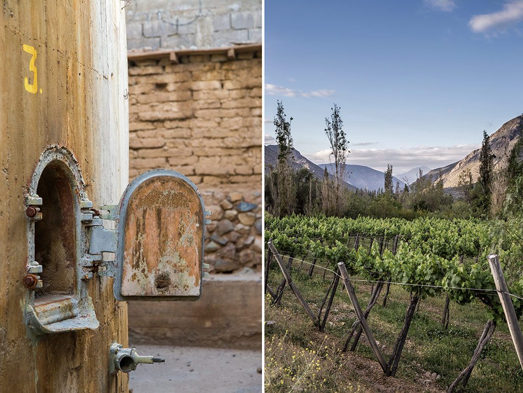 Pisco Waqar, in the small rural village of Tulahuen, is one of Chile's premium pisco distilleries. Pisco is made from muscat grapes, seen here growing just a few metres from ancient vats, destroyed in one of Chile's frequent earthquakes. 