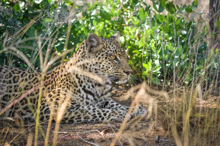 A small leopard lies under shady foliage. 