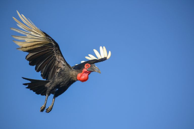 A ground hornbill in flight. 