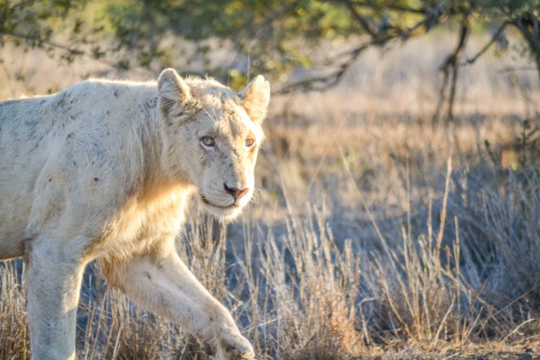 We were lucky enough to spot the only white lion in the park during our stay at Satara.