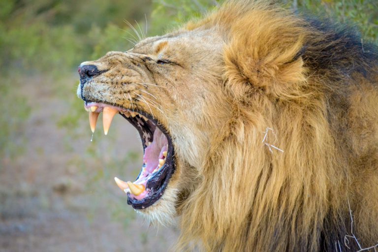 A lion shows off his impressive dental work. 