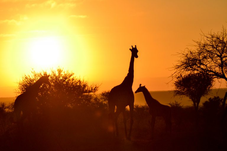 A pair of giraffe dance in the sunset.
