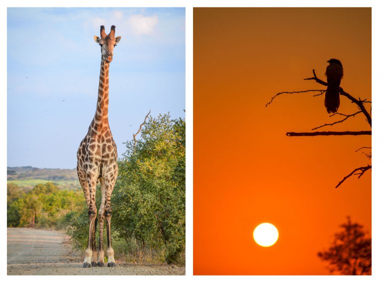 Some of the superb sights we had in the middle area of the park - a lonely giraffe in the morning light and my favourite, the Rain Bird, or Burchell's coucal, at sunrise.