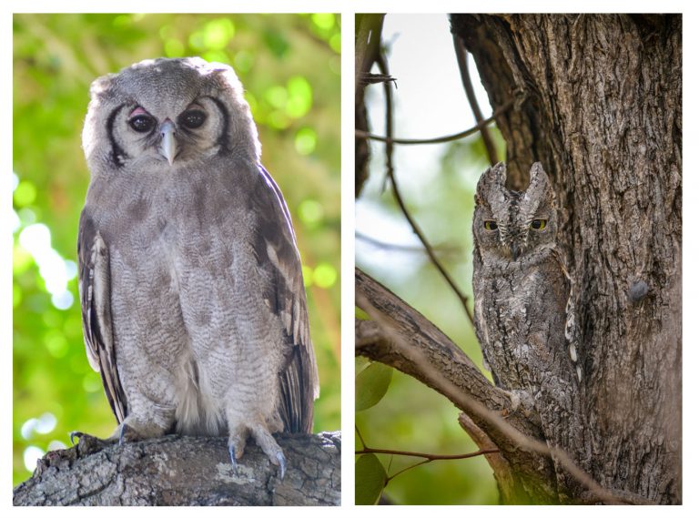 We were lucky enough a couple of owl species during our trip - including the Verreaux's Eagle Owl on the left and the African Scops Owl on the right.