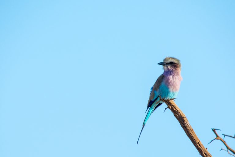 Lilac-breasted roller - a common and colourful sighting in Madikwe Game Reserve.