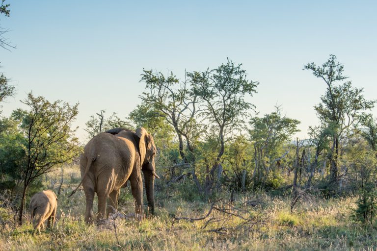 A small ellie walks into the bushveld at Madikwe Game Reserve. 