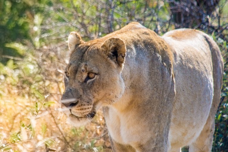 An incredible lion sighting in Madikwe Game Reserve. This mother was very protective over her two tiny cubs. 