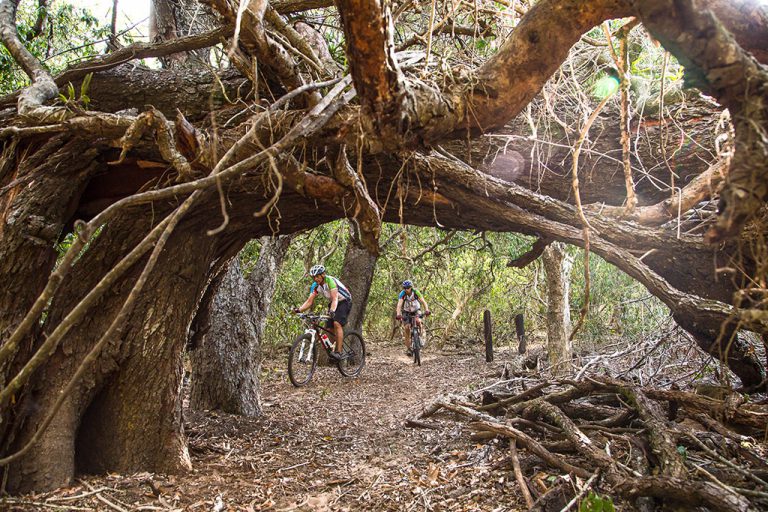 The tangled vines and roots of the Ingwe Trail are twisted up into a glorious mess; it's beautiful to look at, but don't get too distracted. In places, it's tricky to ride. Photo by Tyson Jopson. 
