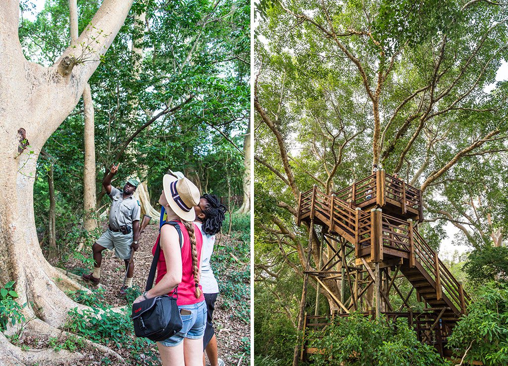 The system of walkways and viewpoints in the Fig Tree Forest takes you up to the forest's eye level. Photo by Tyson Jopson. 