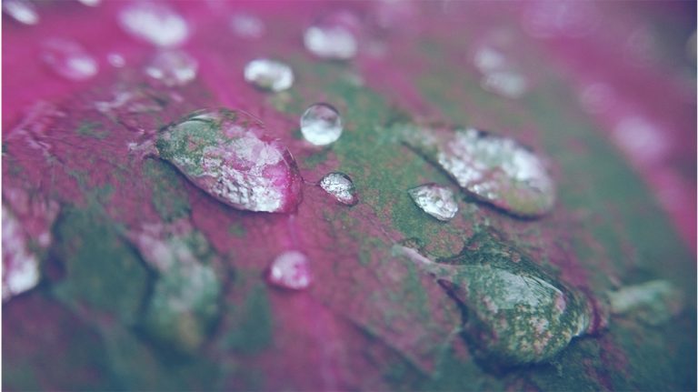 Close-up of water-droplets with the Limelens macro lens