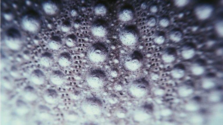 A textured close-up of a sea urchin shell using the Macro lens. 