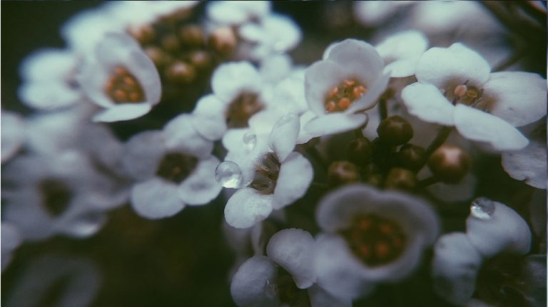 Water-droplets on tiny flowers