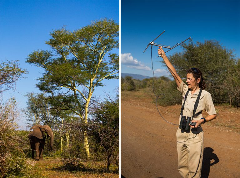 Heike tracking the elephants that crossed over to Swaziland