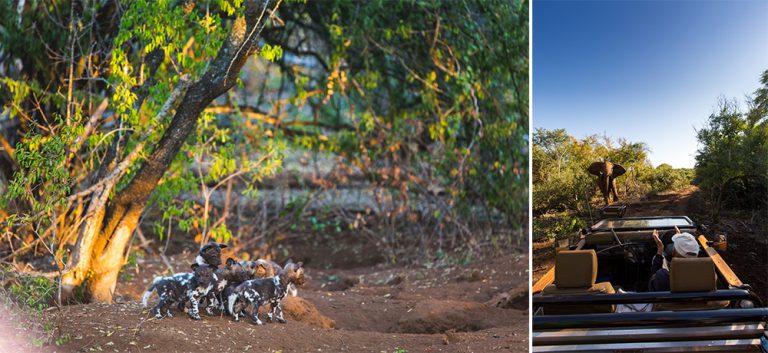 The perfectly-designed photo hides at Zimanga are first-class, with air con and lights and other comforting bells and whistles. On the land-side though, equally great wild dog and elephant sights are to be had. 