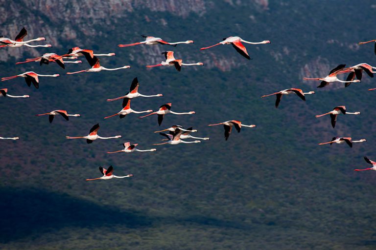 Flamingoes glided above us while we waited