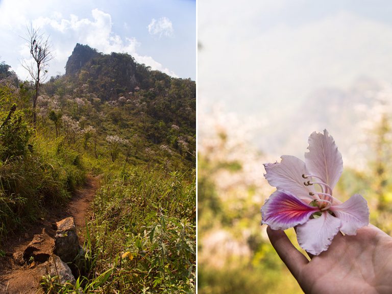 In Chiang Dao, I had the pleasure of discovering a valley of cherry blossoms. I hiked there the whole day, and had the entire valley to myself. 