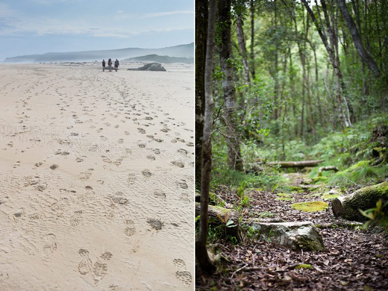 The hike begins with a stroll on the beach; then it meanders through beautiful coastal forest. 
