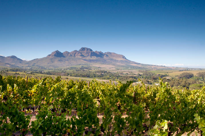 stellenbosch wine farm tours