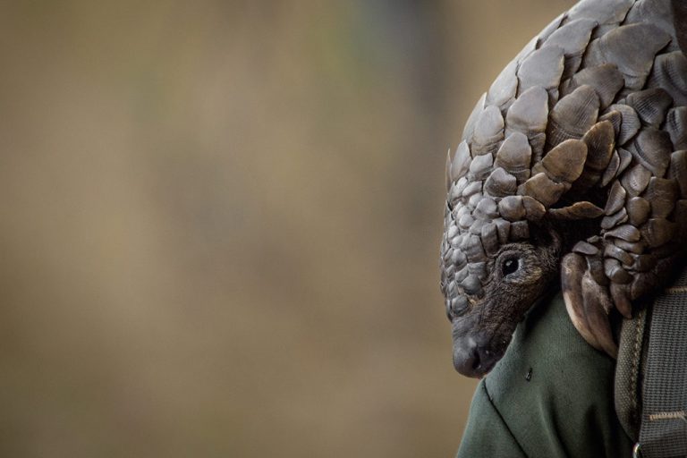 We met this pangolin at Wild is Life, a sanctuary in Harare dedicated to wildlife rehabilitation. Photo by Melanie van Zyl. 