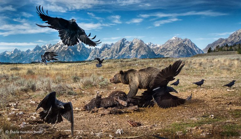A grizzly bear charges at ravens trying to grab a piece of the feast. The bison is a road-kill that rangers have moved to a spot they use for carrion to avoid contact between predators and tourists. Photo by Charlie Hamilton James. 