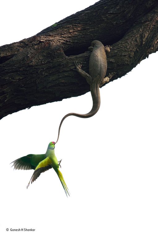 These Indian rose-ringed parakeets were not happy. They had returned to their roosting and nesting hole high up in a tree in Indiaâ€™s Keoladeo National Park (also known as Bharatpur Bird Sanctuary) to find that a Bengal monitor lizard had taken up residence. Photo by Ganesh H Shankar. 