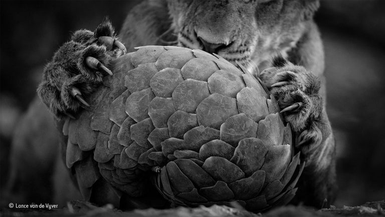 The lions (in South Africaâ€™s Tswalu Kalahari Private Game Reserve) had discovered a Temminckâ€™s ground pangolin. Photo by Lance van de Vyver. 