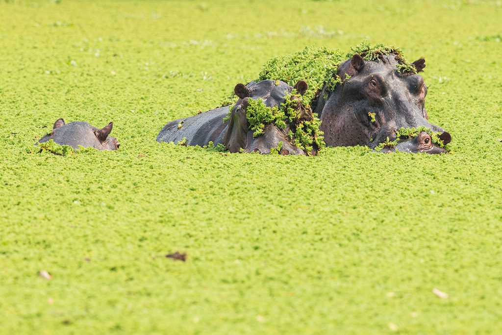 Pools of summer water remain throughout Mana's dry season, giving hippos respite from the heat.