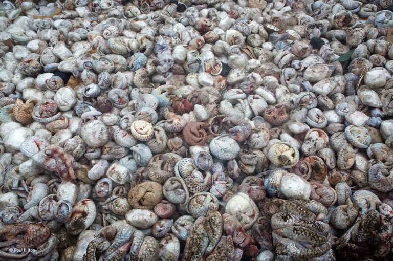 Nothing prepared Paul for what he saw: some 4,000 defrosting pangolins (5 tons) from one of the largest seizures of the animals on record. They were destined for China and Vietnam for the exoticâ€meat trade or for traditional medicine (their scales are thought, wrongly, to treat a variety of ailments). Photo by Paul Hilton. 
