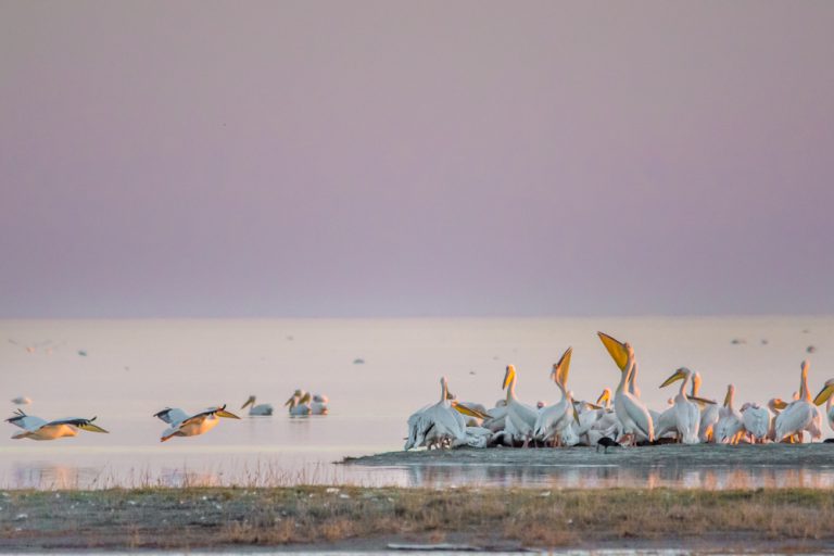 Pelicans roosting along the pans at the Nata Bird Sanctuary.Photo by Melanie van Zyl