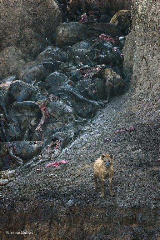 Eerie silence and a mound of lifeless bodies: the contrast with the mayhem of the previous day couldnâ€™t have been starker. And the stench was already dreadful. Photo by Simon Stafford. 