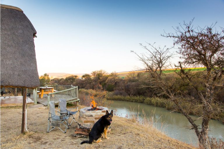 That's my dog, Tao! I had the most wonderful opportunity to travel with my folks and two dogs to Tugela River Lodge. You're encouraged to bring your whole family, including hounds, and make use of the riverside and the bush walks. 