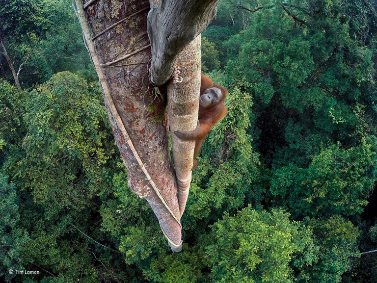 A young male orangutan makes the 30-metre (100-foot) climb up the thickest root of the strangler fig that has entwined itself around a tree emerging high above the canopy. Photo by Tim Laman. 