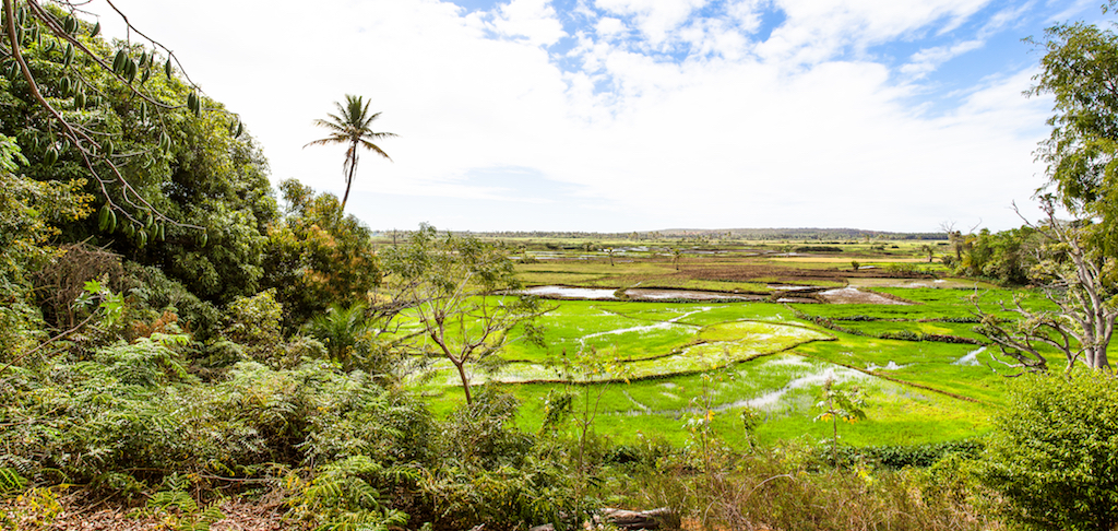 Rice is Madagascar's staple food (per capita, it's actually one of the world's top rice-consuming nations) and is grown in waterlogged fields fed by mud- and clay-built channels. The channels also double as walkways for farmers and locals to cross the fields.