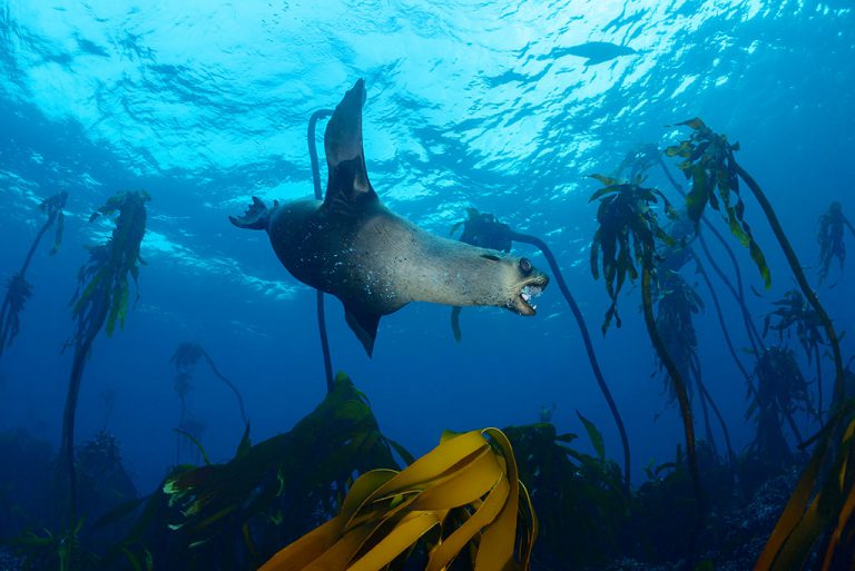 You're much more likely to spot a curious seal, such as this one, when diving around Cape Town. 